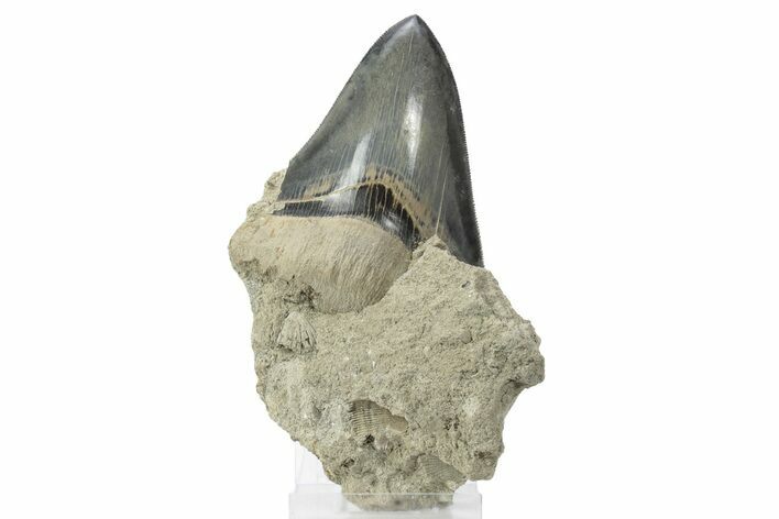 Serrated, Fossil Megalodon Tooth In Rock - Indonesia #238949